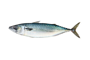 サバ（mackerel）