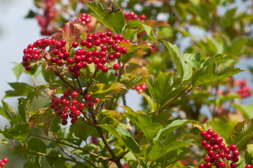 Ripe berries of red viburnum (Viburnum opulus)