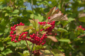 Ripe berries of red viburnum (Viburnum opulus)