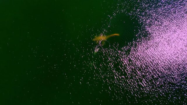 Dinosaur Nessie Underwater in Dolomite Quarry Reservoir, Jurmala, Latvia. aerial topdown, rotating shot