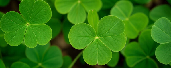 Green shamrock natural background. Selective focus on a central leave