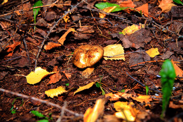 Pilze wachsen im Wald.Steinpilz.Birkenpilz.Hallimasche.Fuchs.Trüffel.Butterpilz. Austernpilz (Pleurotus ostreatus).Nahaufnahme Makro.Gesunde Lebensmittel und Medikamente werden verwendet.Postkarte.