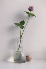 Red Clover flower in the glass vase