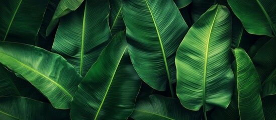 Green tropical banana leaves, Panoramic background. nature concept