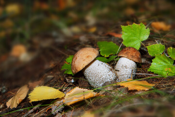 Pilze wachsen im Wald.Steinpilz.Birkenpilz.Hallimasche.Fuchs.Trüffel.Butterpilz. Austernpilz (Pleurotus ostreatus).Nahaufnahme Makro.Gesunde Lebensmittel und Medikamente werden verwendet.Postkarte.