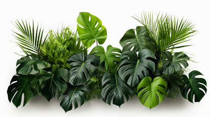 Tropical leaves foliage plant jungle bush floral
