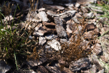 Santolina green - aromatic bush disease