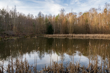 Obraz premium Schönbuch Nature Park in the Stuttgart Region
