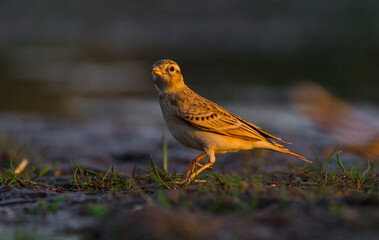 Greater Short-toed Lark (Calandrella brachydactyla) lives in places where the steppe dominates. A beautiful singing bird.