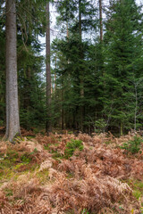 Schönbuch Nature Park in the Stuttgart Region