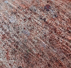 Soft texture of coconut tree splits. Coconut tree wood