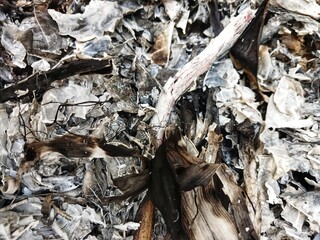 Dry leaves from burning. Dry leaves