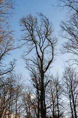 Schönbuch Nature Park in the Stuttgart Region