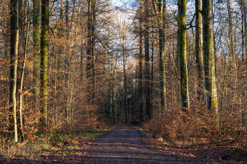 Schönbuch Nature Park in the Stuttgart Region