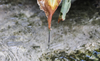 selective focus damsel fly perched on a dry leaf on the edge of a shallow river with a background of flowing water during the day