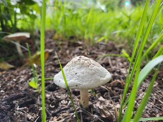 White toadstool in the grass. Inedible mushrooms