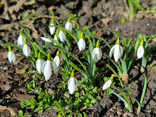 snowdrops growing in the garden in sunlight