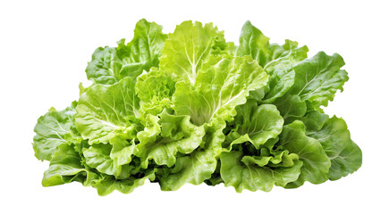 Head of fresh organic butter crunch lettuce grown locally, sustainable no GMO farm produce for a healthy lifestyle, isolated on white