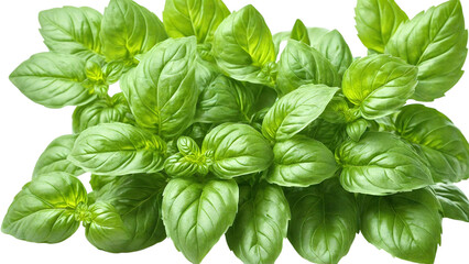 Fresh green sweet basil leaves, Also known as great basil or Genovese basil, Ocimum basilicum, a culinary herb in the mint family, and a tender plant, used in cuisines worldwide