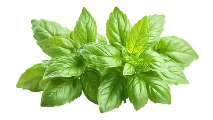 Fresh Green Basil Leaf, close-up, isolated on white background