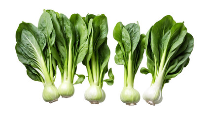Bok choy vegetable isolated on the white background.