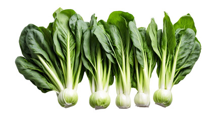 fresh mustard greens isolated on white background