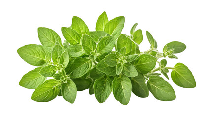 Fresh oregano isolated on white background