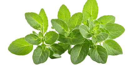 Bright Green Oregano on a White Background