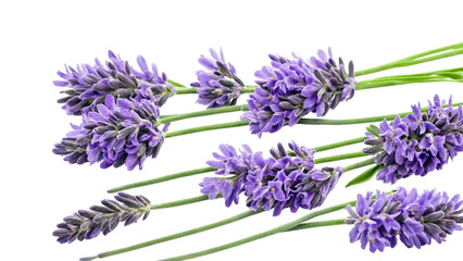 Beautiful bright colors lavender close up cinematic drama