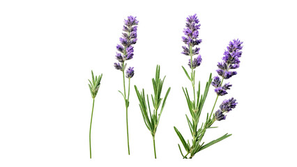 A composition of several lavender flowers isolated on a white background.