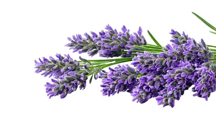 lavender flowers and green leaves isolated on a white background