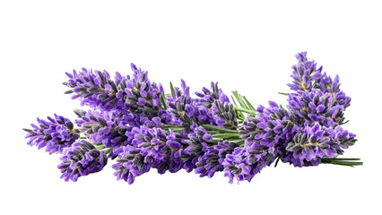 Lavender flowers and leaves isolated on a white background. Alternative medicine concept.