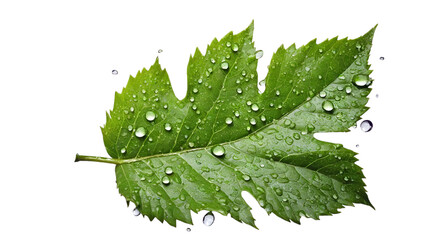 Green leaf with water droplets,Closeup.