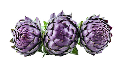 Artichoke flower, purple edible bud isolated on white background