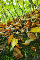 Leaves, forest floor and autumn with season in park or garden, nature or landscape for environment outdoor. Plants, countryside and ecology for scenic view, foliage and woods with color or background