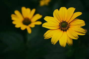 Yellow flowers on deep green background. Bright yellow daises on dark natural background. Summer nature in details. Flower petals in dew with dark green leaves. Beauty on nature.