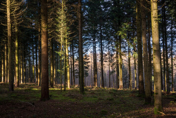 Schönbuch Nature Park in the Stuttgart Region