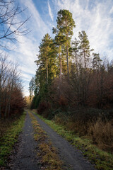 Fototapeta premium Schönbuch Nature Park in the Stuttgart Region
