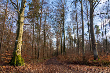 Schönbuch Nature Park in the Stuttgart Region