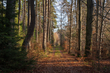Fototapeta premium Schönbuch Nature Park in the Stuttgart Region