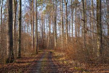 Schönbuch Nature Park in the Stuttgart Region