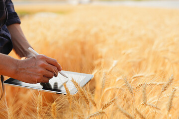businessman with laptop in hand working in wheat field 