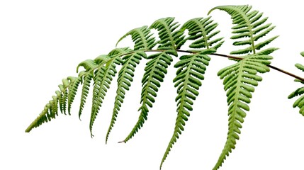 Green Boston fern frond, lomariopsidaceae, leaf isolated on a white background