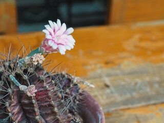 Beautiful pink cactus flowers in the garden  