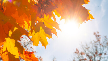 autumn background wallpaper. Beautiful autumn landscape with yellow trees and sun. Colorful foliage in the park. Falling leaves natural background