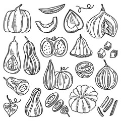 Vector set of pumpkins. Sketch of pumpkin leaves, pumpkin slices, halves, cubes. Autumn seasonal vegetable. Vector illustration