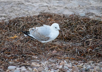 Seagulls sitting on the beach, sand and seaweed, South Australia, close up