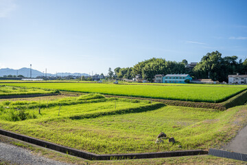 日本の田んぼ風景