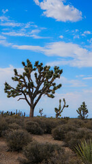 joshua tree national park