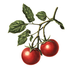 Old botanical illustration of cherry tomatoes isolated on a transparent background
